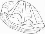 Coloring Clam Giant Drawing Shell Para Animales Drawings Dibujos Getdrawings sketch template