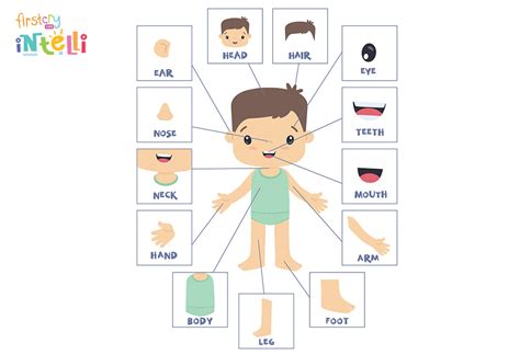teach kids human body parts names  functions