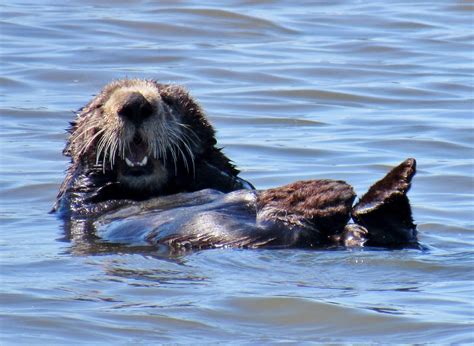 Celebrate A Conservation Success Story During Sea Otter