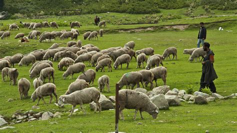 photo sheep herd animal farm flock   jooinn