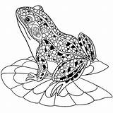 Frog Coloring Frogs Cute Pages Adult Water Lily Animals sketch template