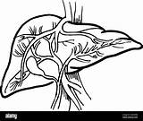 Liver Drawing Outline Organ Cirrhosis Human Alamy Medical Stock Contour Vector sketch template