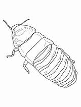 Cockroach Hissing Madagascar Cucaracha Gigante sketch template