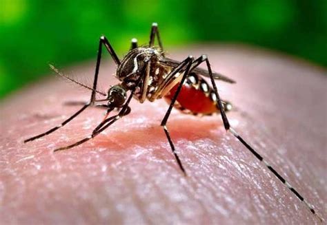 precautions  save   dengue