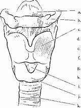 Larynx Trachea Label Spinal Cord Cartilage Epiglottis Color Bone Hyoid Cricoid Vocal Structures Lungs Thyroid Nursing Rr School sketch template