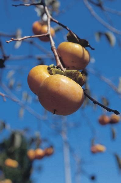 propagating  persimmon  stem cuttings persimmon growing fruit