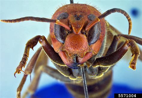 murder wasps time  panic asian giant hornet vespa mandarinia bug   week