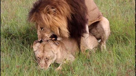 lions mating lion having sex aslan sevişiyor kenya