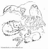 Coloring Pages Tundra Arctic Animals Color Getcolorings Getdrawings sketch template