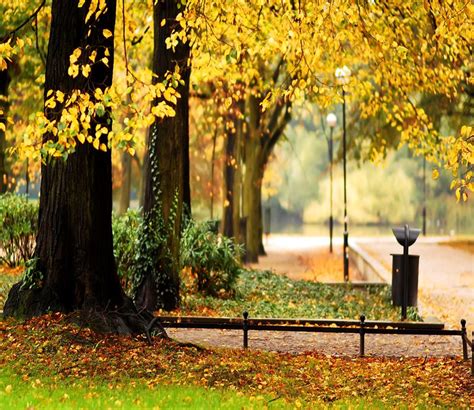 family photography backdrops attractive outdoor autumn scenery