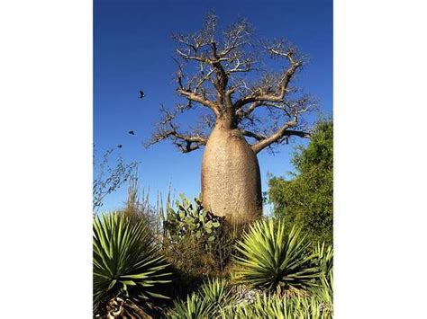 Baobab Description Species Distribution And Importance