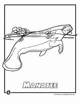 Coloring Pages Manatees Endangered Animals Popular sketch template