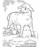 Coloring Sheep Pages Popular Kids sketch template