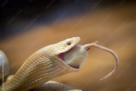 snake eating  mouse