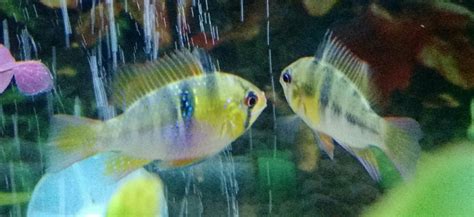 Sexing New German Blue Rams Male Or Female My