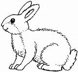 Conejo Conejos Realistas Pelaje Asimismo sketch template