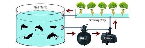 aquaponics   introduction veggi farmers cooperative