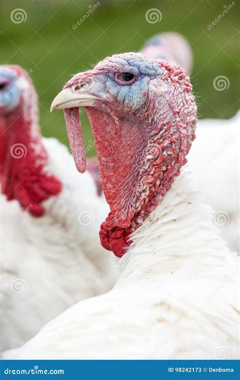 head   turkey stock image image  lils food