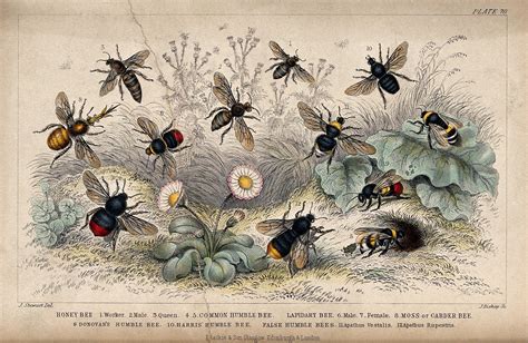twelve  species  bees swarming  flowery meadow coloured