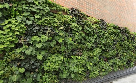 outdoor livewall vertical plant wall system