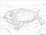 Coloring Lizard Horned Pages Realistic Texas Coloringbay sketch template