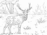 Coloring Pages Elk Printable Mountain Rocky Caribou Kids Adults Deer Color Clipart Colorings Getcolorings Moose Print Sketch Animal Sheet Getdrawings sketch template