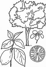 Tree Coloring Lemons Lemon Pages Trees Fruit Printable Categories sketch template