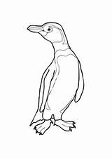 Pinguin Humboldt Ausmalbilder Pinguine Kurzem Schwanz Ausmalen Tiere Kostenlose Kaiserpinguin Dein Auszudrucken Klicke sketch template