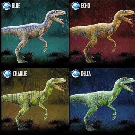 34 Best Blue The Velociraptor Images On Pinterest