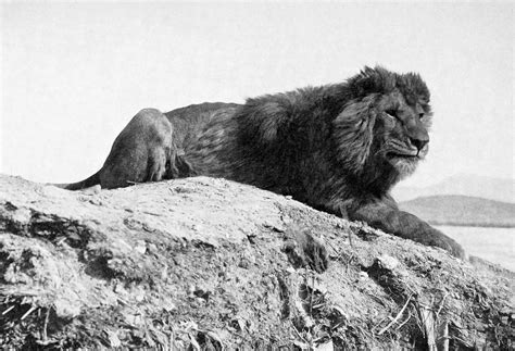 barbary lion facts  figures