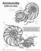 Coloring Ammonite Designlooter Worksheets Grade Second 42kb 378px sketch template