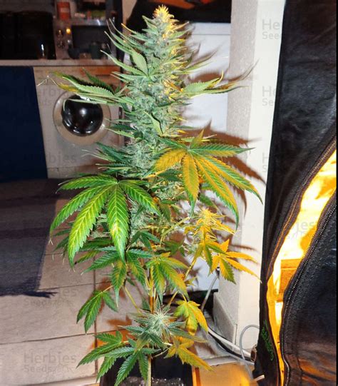 Buy Northern Lights Auto Feminized Seeds By White Label