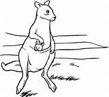 Coloring Kangaroo Pages Kangaroos Printable Baby Kids Mother Pouch Drawing Categories Silhouettes Clipart sketch template