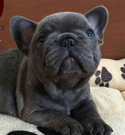 adorable french bulldog puppies cute animals cute dogs