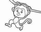 Monkey Hanging Coloring Branch Colorear Coloringcrew Book sketch template
