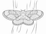 Cecropia Moth Coloring 358px 16kb sketch template