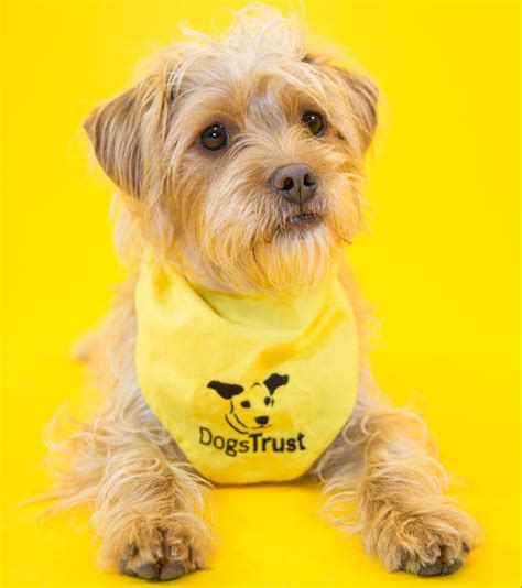 dogs trust video highlights pathetic excuses people give  dumping dogs metro news