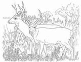 Deer Coloring Printable Template Pages Templates Animal Animals Desert Mule Whitetail sketch template