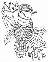 Coloring Pages Printable Adults Realistic Books Animal Bird Detailed Blue Jay Color March Nature Drawing Animals Sheets Print Palette Fun sketch template