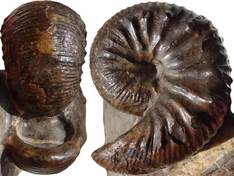 clioscaphites vermiformis jsd fossiles