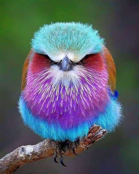 colorful bird natureisfuckinglit