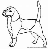 Beagle Breed sketch template