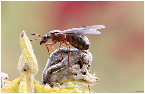 ameise mit fluegeln foto bild tiere wildlife insekten bilder auf