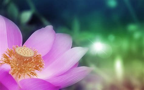 lotus wallpapers  wallpapers
