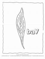 Coloring Pages Leaves Bay Leaf Botany Cut Color Sheets Wonderweirded Wildlife Collection Library Popular Clipart sketch template