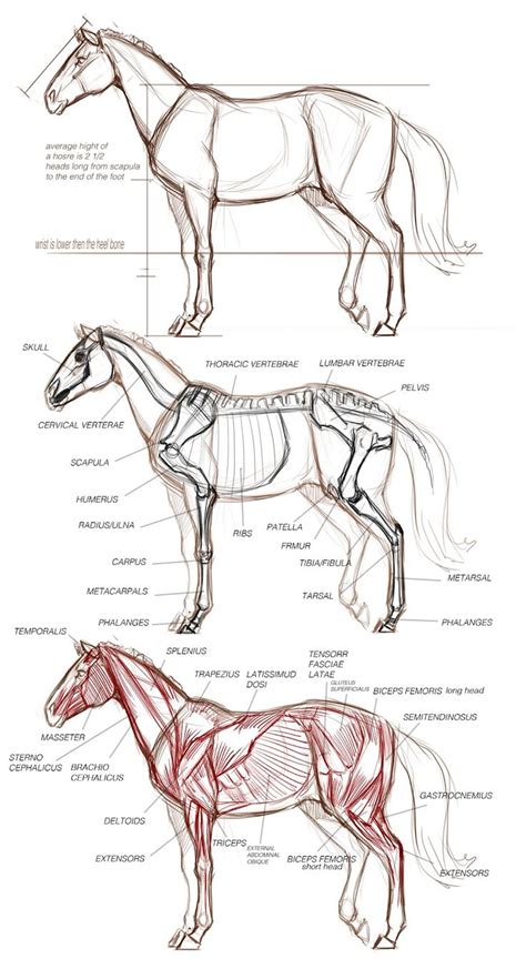 horse anatomy pencil drawings  animals horse art drawing