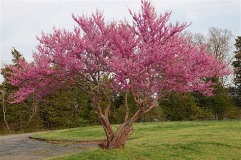 redbud  ready  spring virginia native plant society