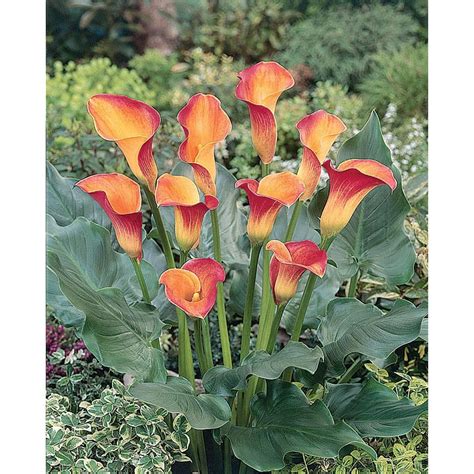 garden state bulb  pack flame calla lily bulbs   lowescom
