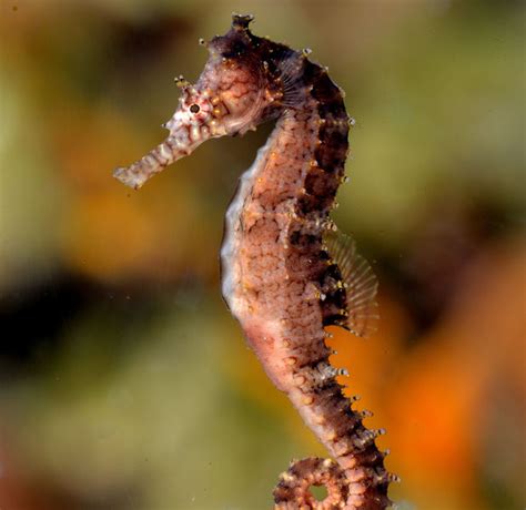 animals digital seahorse
