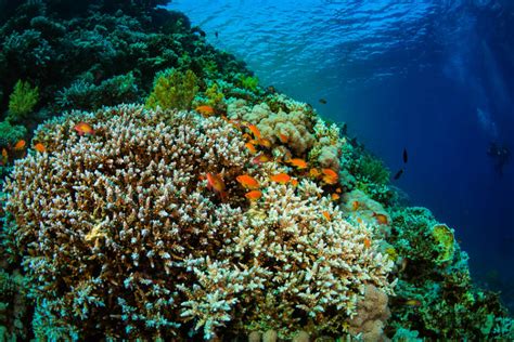 arrecifes de coral sufriran blanqueamiento por cambio climatico